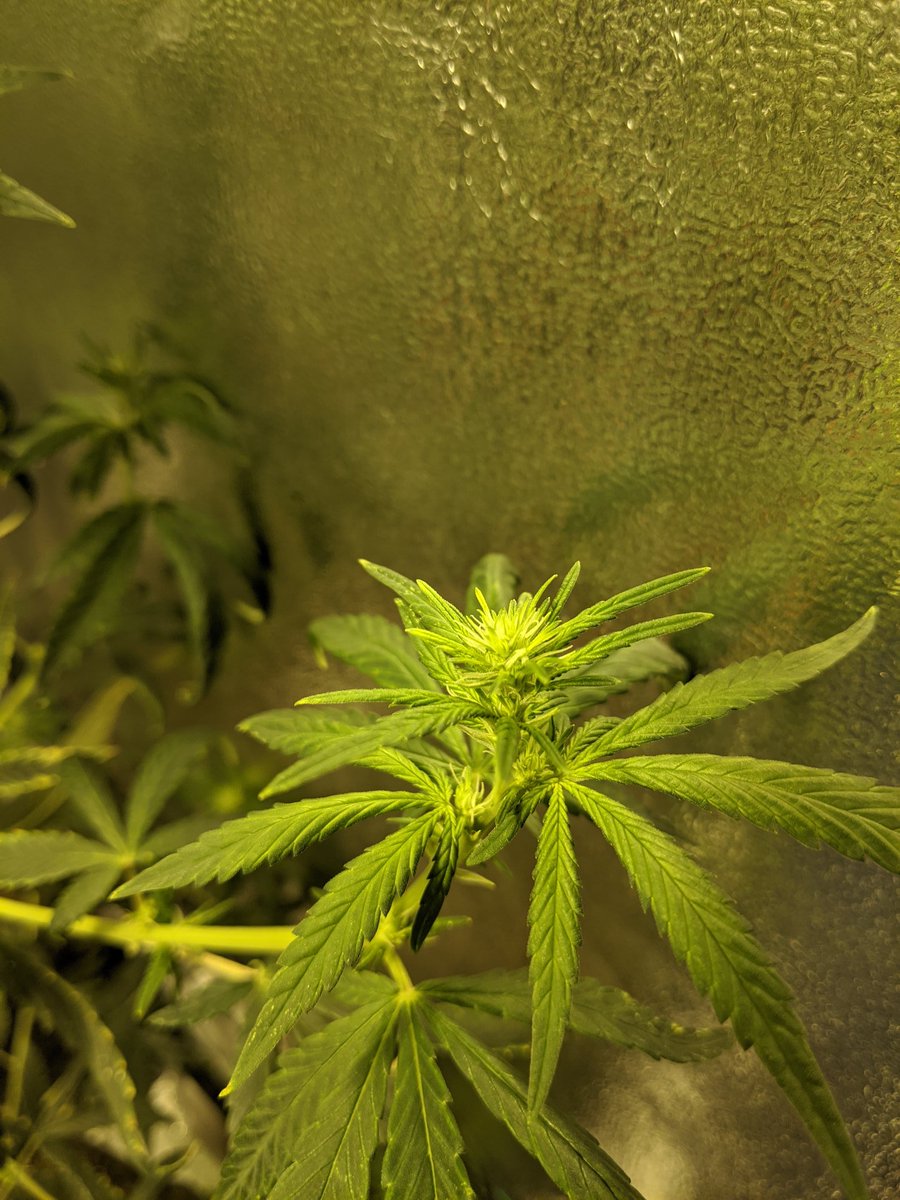 Ec81337973's tweet image. The first signs that the long wait is close to over. 
White Cookies 2 weeks into flower.

😗💨💨💨💨💨

#whitecookies #indoorgrow #indoorcannabis #echomegrown #ecshowtime