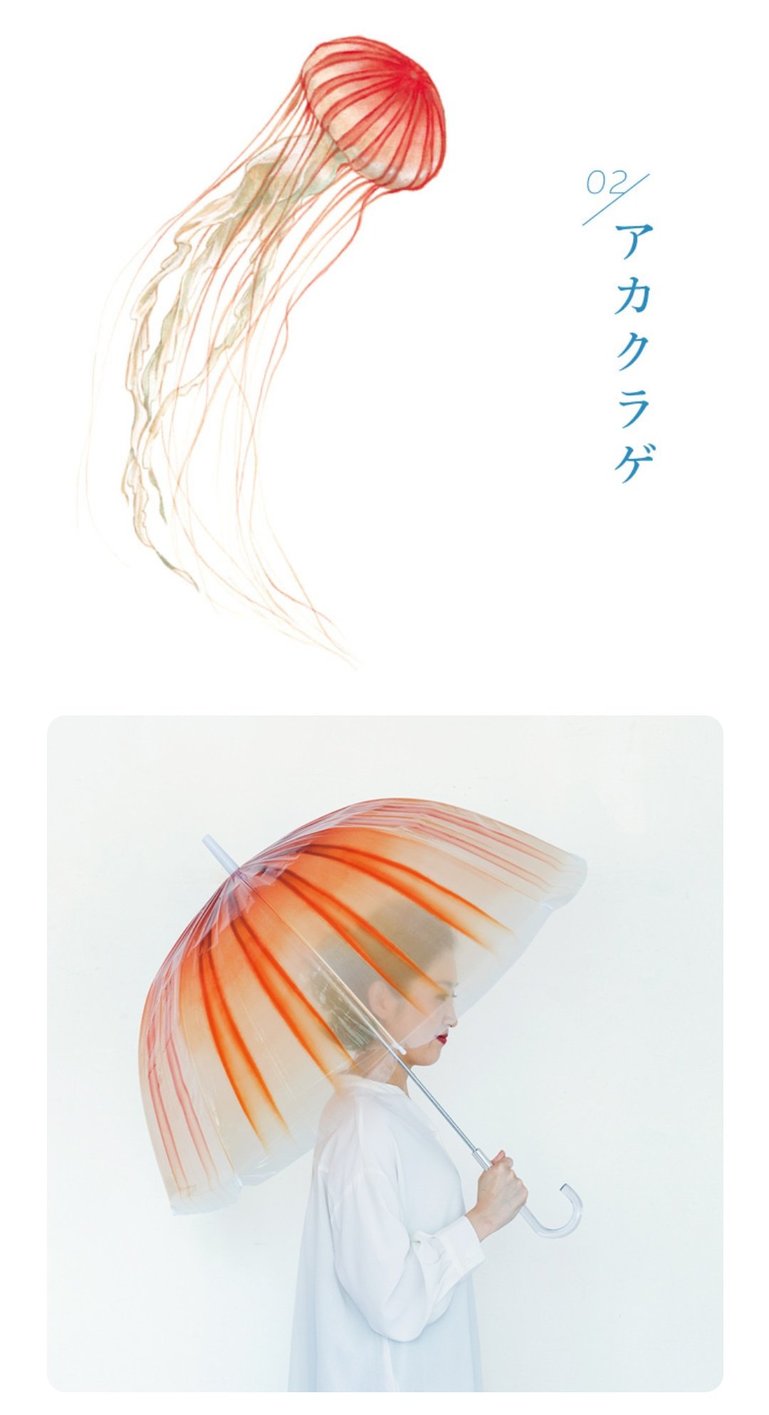 ながはら Oharu Skapara 多分不老不死はベニクラゲだと思う アカクラゲはこんなの でもとっても素敵なクラゲだよ T Co A5g2axcfum Twitter ながはら Oharu Skapara 多分不老不死はベニクラゲだと思う アカクラゲはこんなの でもとっても素敵なクラゲだよ T Co A5g2axcfum Twitter