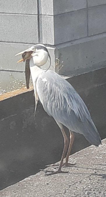 わたしだ 繁殖期であろう彼が獲物をキャッチした現場に出くわした今朝 このあと無事獲物はカラスに横取りされていた 頑張れアオサギくん 目が怖い T Co 19rby9hrar Twitter