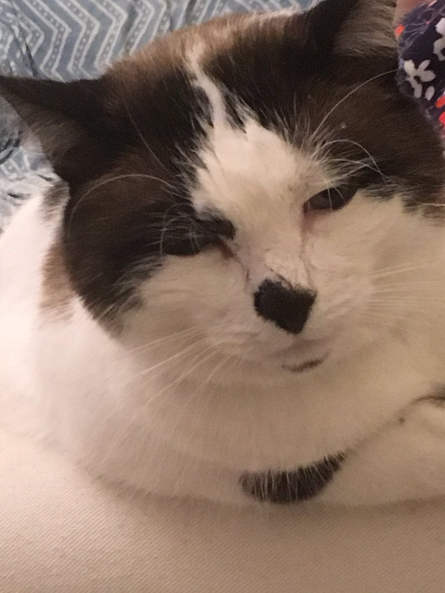 Cats4SW's tweet photo. @Number10cat I’m always ready to help #StayHomeSaveLives https://t.co/BAsEWdTLD5