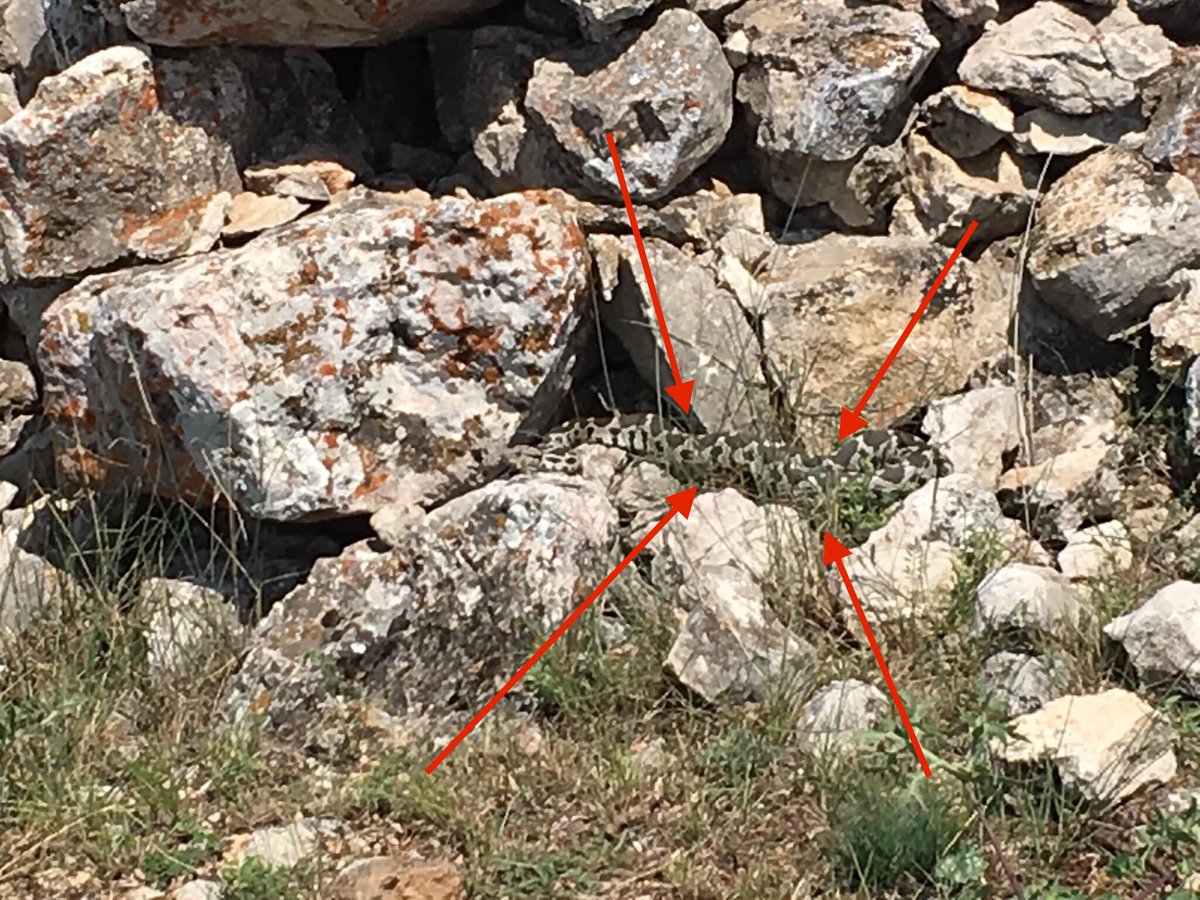 Seritli Engerek Osmanli Engeregi Ottoman Viper Turkish Viper Montivipera Xanthina Adameros Herptil Turkiye