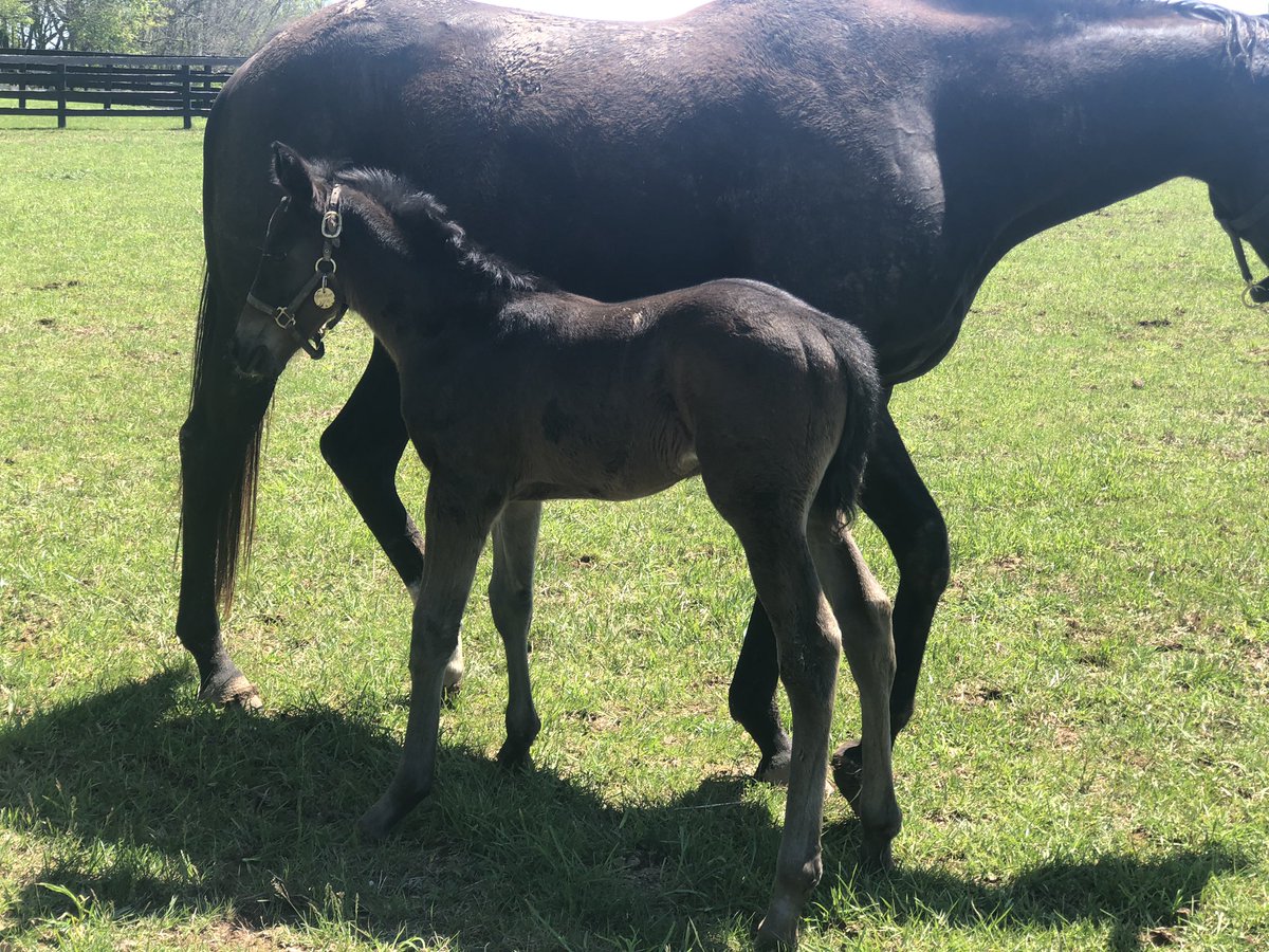 sierrafarmky's tweet photo. This guy I forgot to post about, a lovely colt by @HillnDaleFarm sire Kantharos out of young Street Sense mare Streetheart. He’s only a couple days old, very good foal. Mom is due to be bred back to @AirdrieStud sire Divisidero. Kittens Joy/ Street Sense cross is dynamite https://t.co/Wzway2XrbK