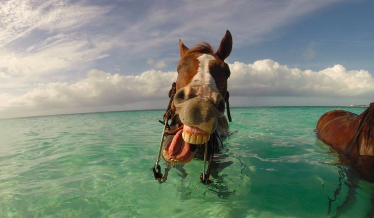 RainforestRides's tweet photo. Good morning ya'll. Kinda feeling like sleeping in myself #lazyday #yawning #carribeanlife #carribeancowgirl #notouristsinsight #emptybeaches #stayinbed #runningquarter #freckes #mares https://t.co/CZsOMyPYZ3