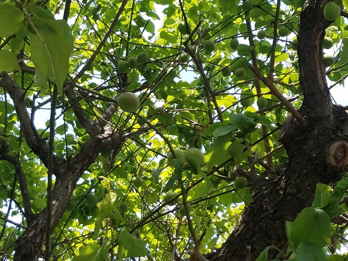 くいのみ家 ふう 休業中 Pa Twitter 今朝の亀戸天神 自宅すぐそばに癒しスポットがあることに感謝 梅の木にはころころと青い実がなっている たくさんの藤棚は 屋台が出ていないぶん花の香り が強い 梅も藤も魔除けの縁起物とされてきた 疫病退散祈願 おうちで