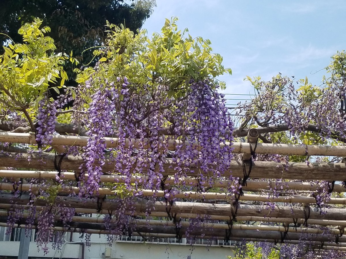 くいのみ家 ふう 今朝の亀戸天神 自宅すぐそばに癒しスポットがあることに感謝 梅の木にはころころと青い実がなっている たくさんの藤棚は 屋台が出ていないぶん花の香り が強い 梅も藤も魔除けの縁起物とされてきた 疫病退散祈願 おうちで亀戸