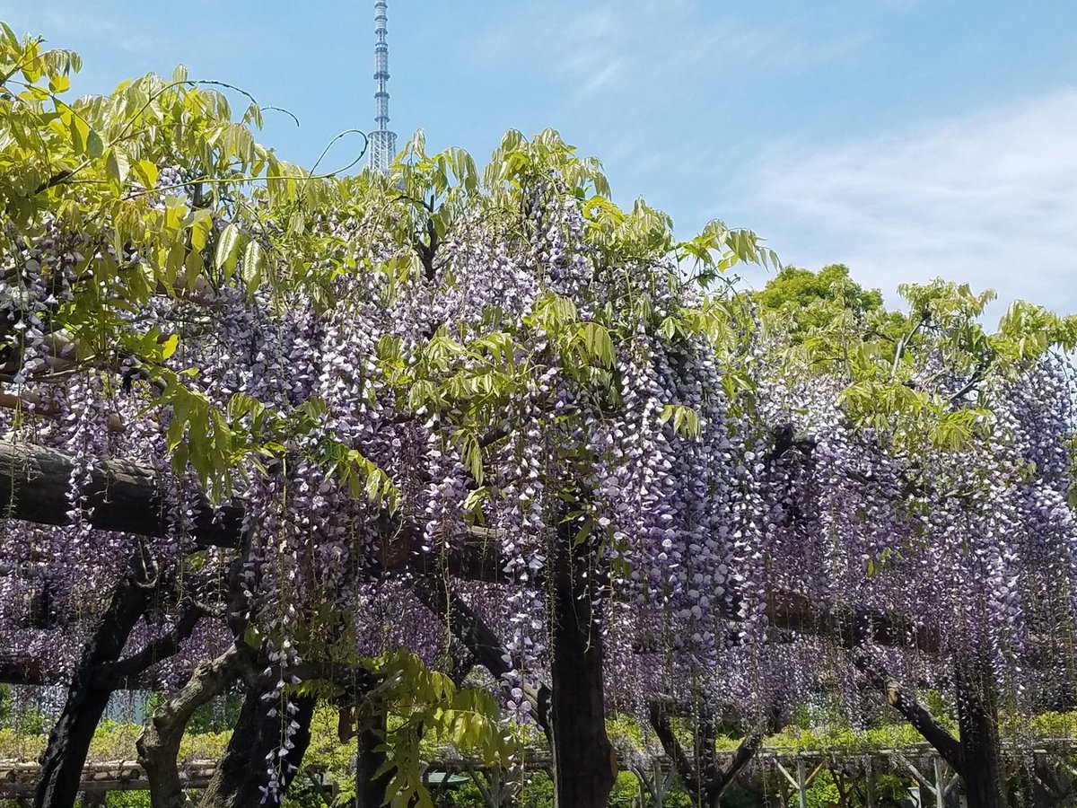 くいのみ家 ふう 休業中 Pa Twitter 今朝の亀戸天神 自宅すぐそばに癒しスポットがあることに感謝 梅の木にはころころと青い実がなっている たくさんの藤棚は 屋台が出ていないぶん花の香り が強い 梅も藤も魔除けの縁起物とされてきた 疫病退散祈願 おうちで