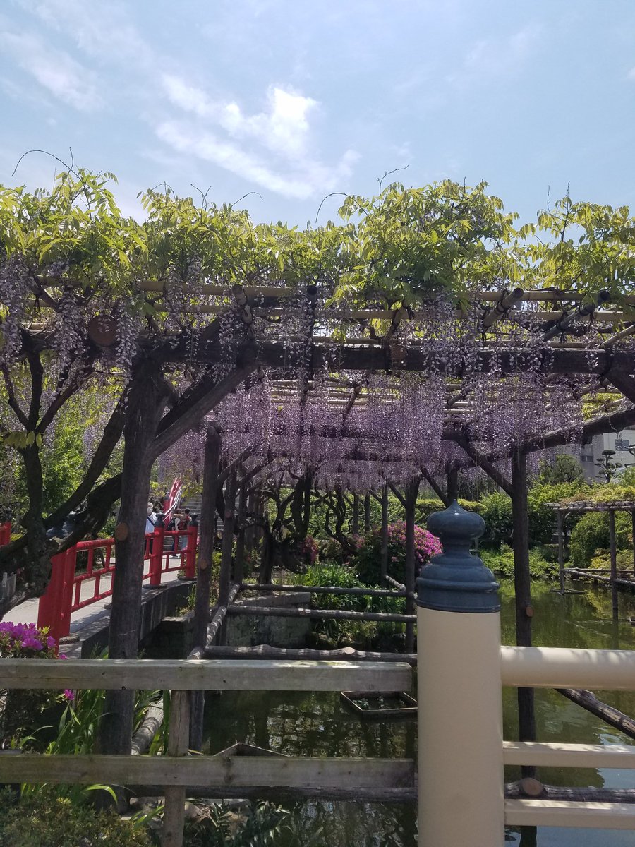 くいのみ家 ふう 休業中 Pa Twitter 今朝の亀戸天神 自宅すぐそばに癒しスポットがあることに感謝 梅の木にはころころと青い実がなっている たくさんの藤棚は 屋台が出ていないぶん花の香り が強い 梅も藤も魔除けの縁起物とされてきた 疫病退散祈願 おうちで