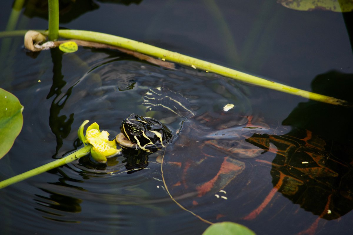 UW_SWIGS's tweet photo. Some beautiful submissions for the Water and wildlife category! To view more and vote your favourite ones: https://t.co/a8CH05boEK #SWIGS #PhotoContest @water_institute https://t.co/GLagKq10Qk