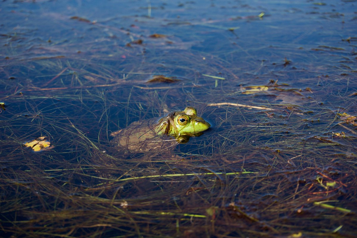 UW_SWIGS's tweet photo. Some beautiful submissions for the Water and wildlife category! To view more and vote your favourite ones: https://t.co/a8CH05boEK #SWIGS #PhotoContest @water_institute https://t.co/GLagKq10Qk