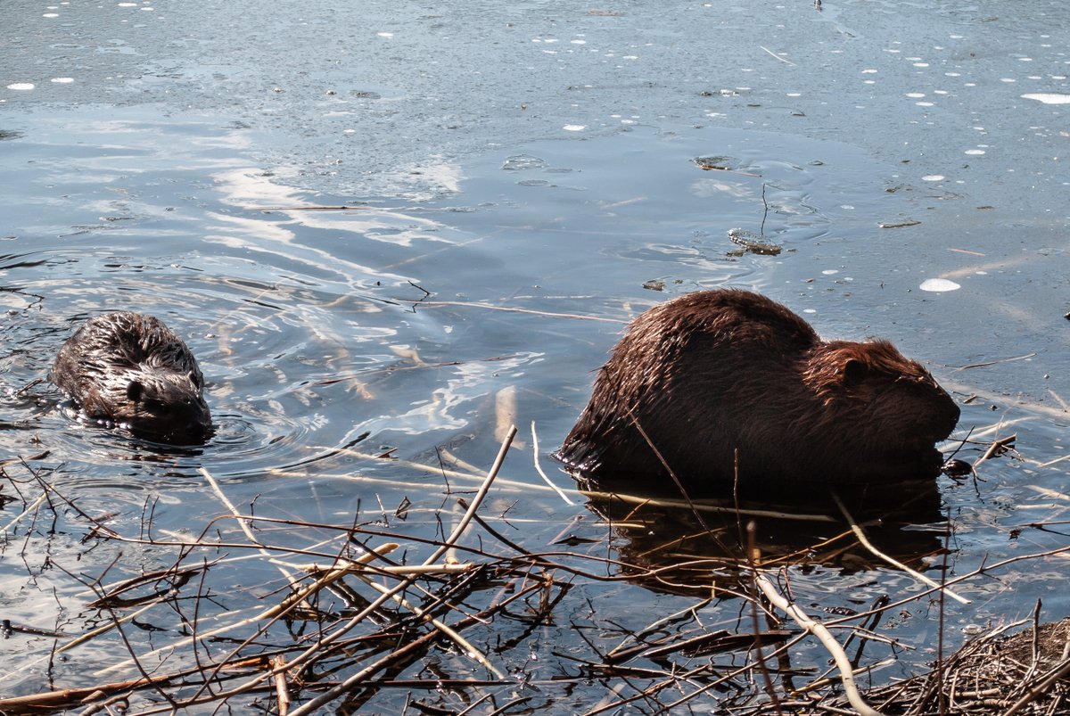UW_SWIGS's tweet photo. Some beautiful submissions for the Water and wildlife category! To view more and vote your favourite ones: https://t.co/a8CH05boEK #SWIGS #PhotoContest @water_institute https://t.co/GLagKq10Qk