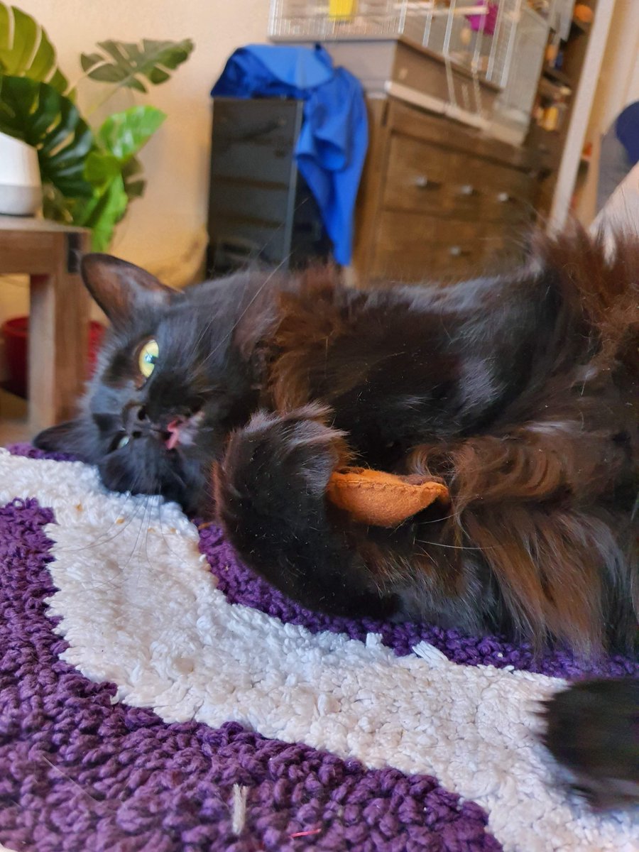 holly's tweet photo. The brilliant @Farahpaw of #CattitudeBox sent us a catnip cookie toy and Mawri is OFF HER NIPS https://t.co/7muH4jMzGD