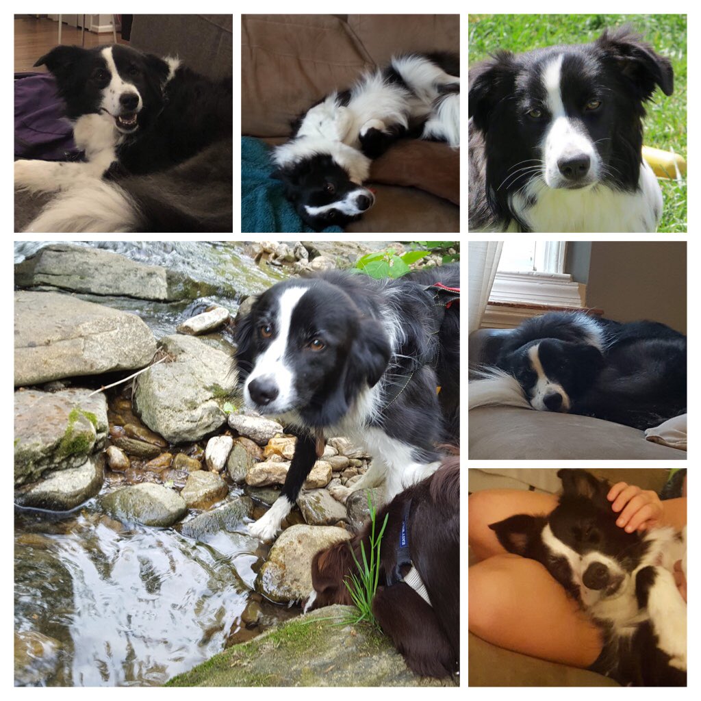 MsAmyKelly1's tweet photo. It’s pet day for virtual spirit week, and anyone who knows me, knows I love my dogs! Molly is the black and white one and Bea has brown and white fur. @hcpss_gces #gcesfamily https://t.co/ux0kLfKZtz