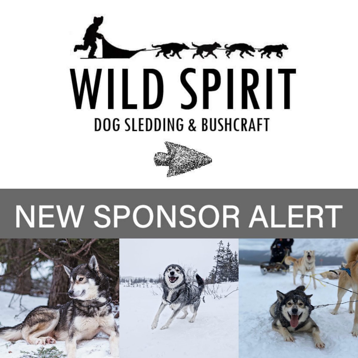 WSBushcraft's tweet photo. Thank you to our newest sponsor Maggie Herbert for sponsoring 'Guilty' & for supporting us. ❤️
#Wildspiritsleddogs #sponsorasleddog #supportlocalbusinessess https://t.co/VYii59k57N