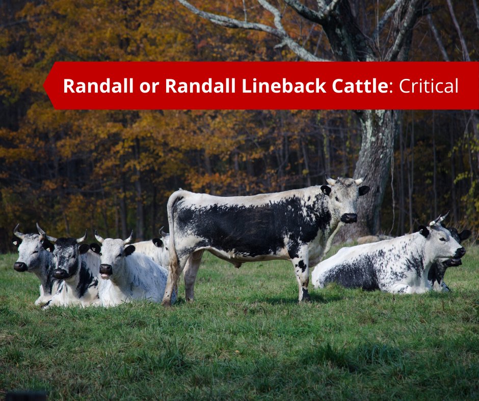 LConservancy's tweet image. Randall, or Randall Lineback, cattle are a purebred remnant of multi-purpose, lineback-patterned cattle once common in New England. They are critically rare, and being closely managed for increasing numbers and maintaining genetic health. bit.ly/RandallLineback
