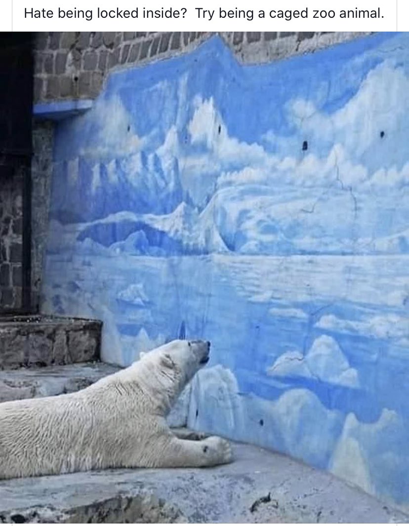 Humankind has no kindness ... #vaccine #CoronaCrisis #COVID19NL #StayAtHome   #Corona #CoronavirusPandemic #lockdown  #dog #cat #COVID #AnimalWelfare #Karma #CoronaVirusFacts #SocialDistancing #WetMarket #WuhanVirusMadeInChina #ChinaVirus #ChinaLiedAndPeopleDied #ChinaMustExplain