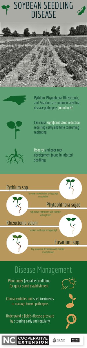 We've got seedling disease on the brain! If you're planting soybeans (or other crops!) in this cool, wet weather, be on the lookout seedling disease symptoms. 
video: bit.ly/3bGia3v
fact sheet: bit.ly/3bLjthF
@NCSUsoybeans 
graphic: <a href="/AshleyJoyceNCSU/">Ashley Joyce</a>