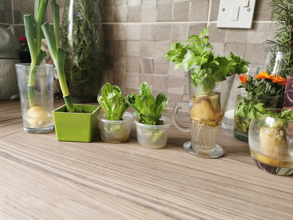 findlocalfood's tweet image. #LockdownExperiment - successful! You can regrow vegetables using just water and a glass! 😁🥗
Read how here bit.ly/3e9PHF3