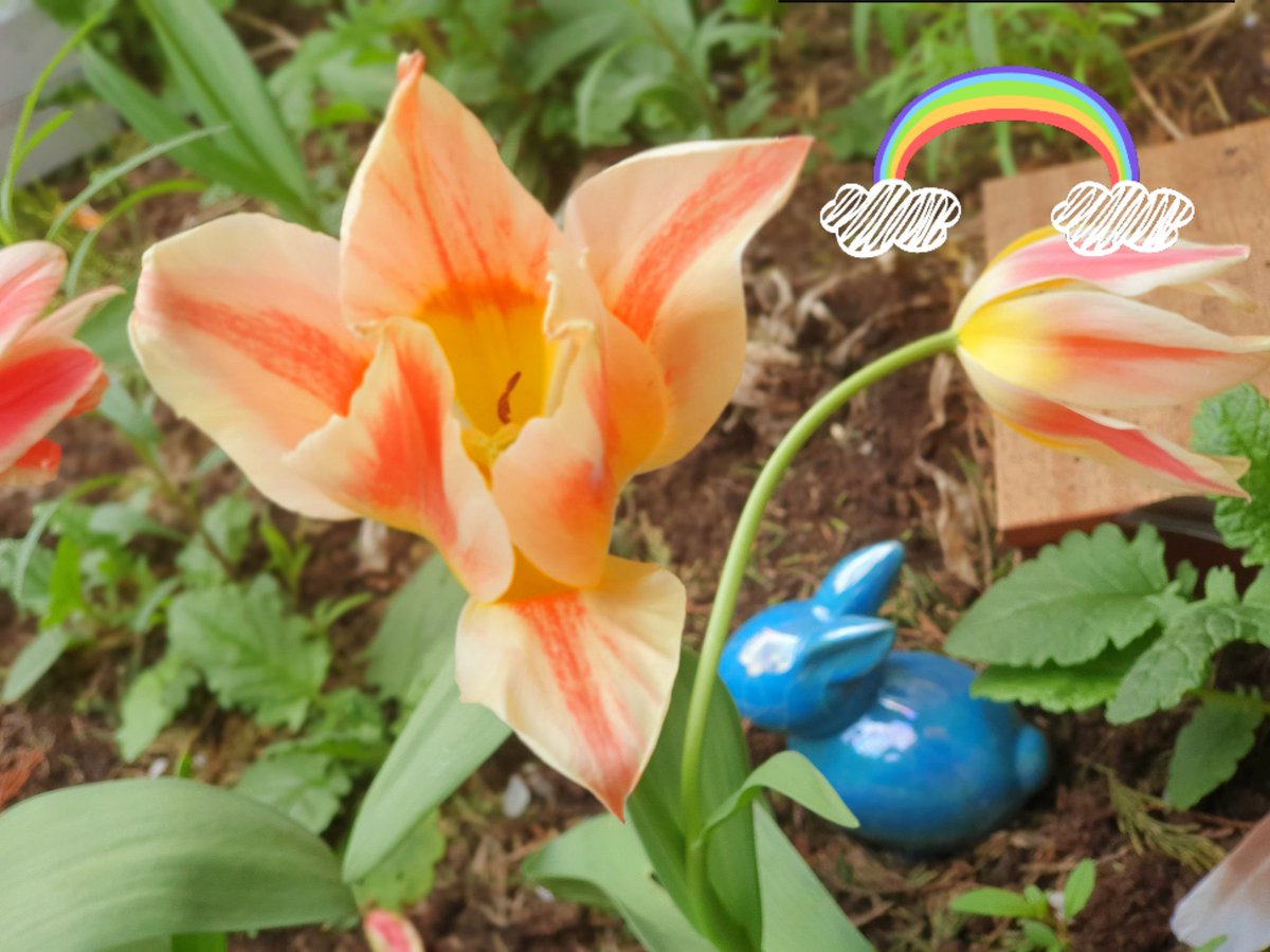 NHC_Merchants's tweet photo. Flowers blooming and some colourful new additions to our memory garden. Fresh seeds planted in time for #nationalgardeningweek2020. 
#wearenhc #mentalhealth #OccupationalTherapy https://t.co/SCTlUyfZLl