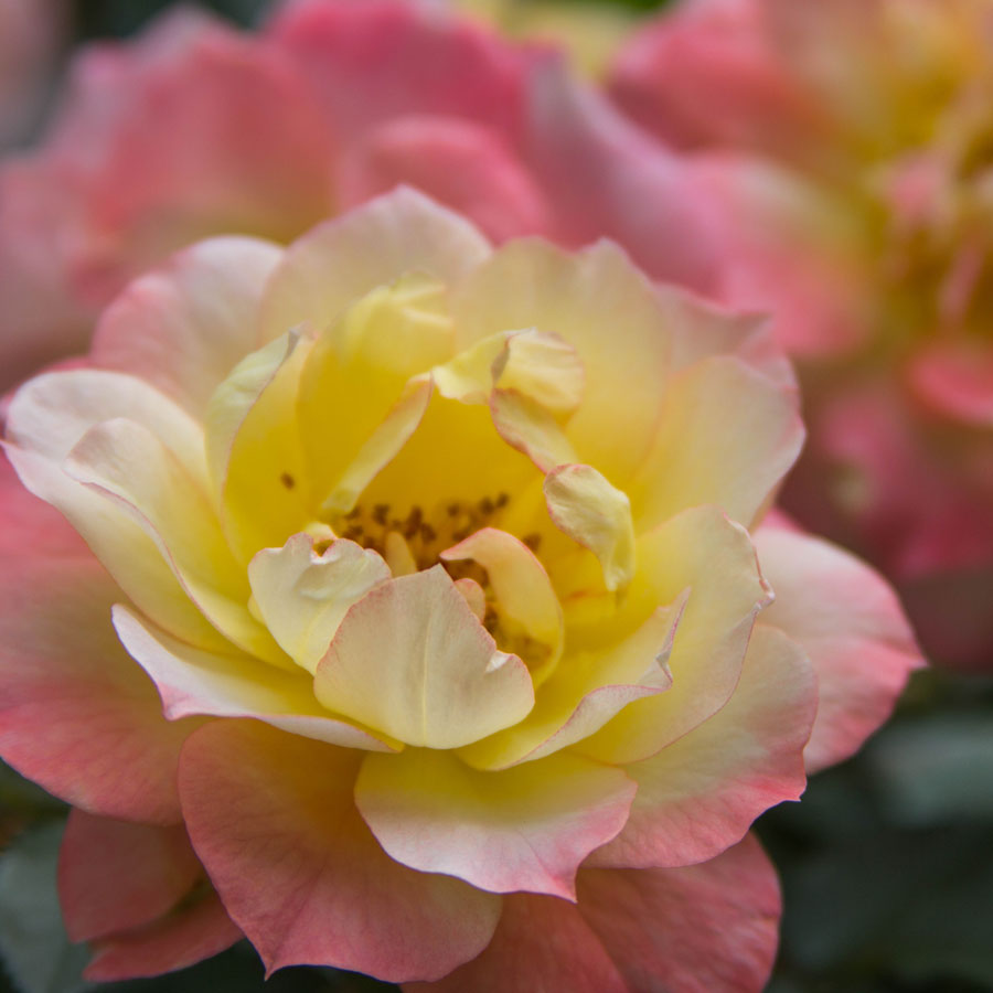 Every garden needs Roses, but with so many types on the market, it can be difficult to find dependable varieties. Our Roses are truly exceptional in color, habit, fragrance, and garden performance!  📸: Rosa Oso Easy® Italian Ice®. #waysidegarden #roses #blooms