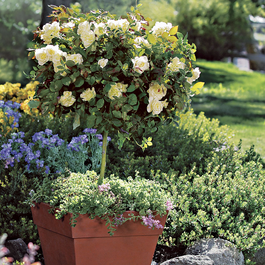 Roses are not only known for their beauty, but for their fragrances, too. Jackson and Perkins has a nice selection of the finest Roses featuring a variety of fragrances. Climbers, Floribundas, Grandifloras, Hybrid Teas and Miniatures! 📸: White Licorice™ 24-Inch Tree Rose.