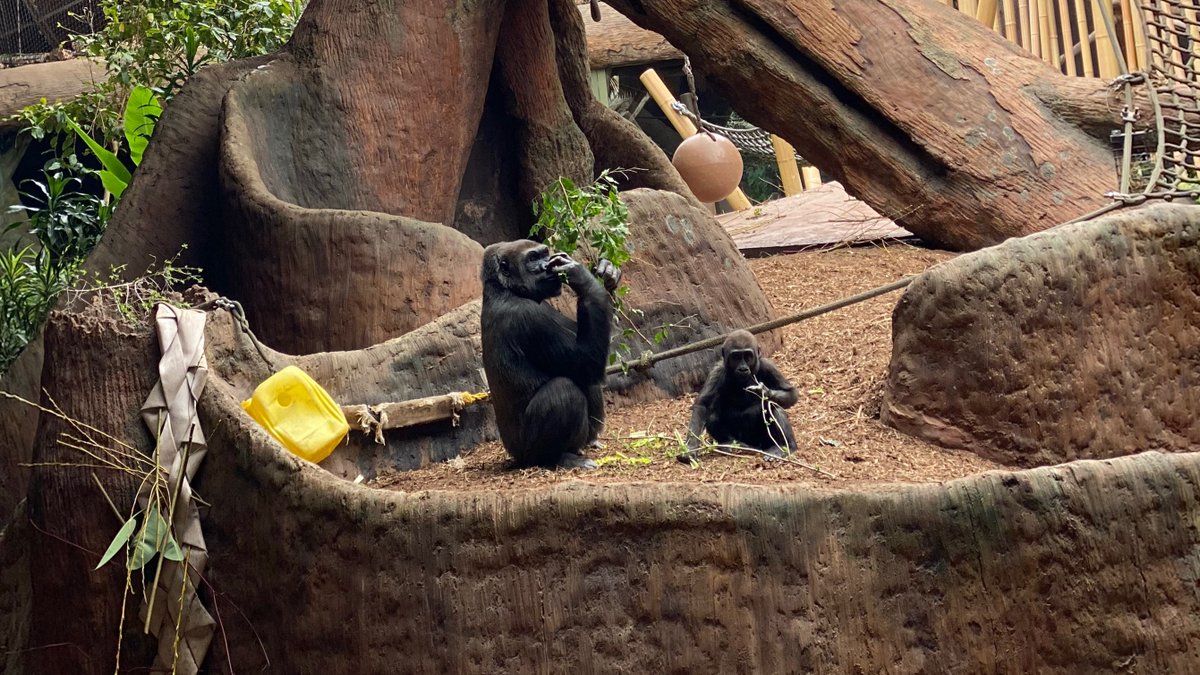 TheTorontoZoo's tweet photo. Tune in to the @TorontoStar Gorilla Cam with our troop 🦍 🌿 

🕙: 10:30am-4:30pm daily 
🌐: https://t.co/QBH2mNFlKo 

#TheZooToYou #ClosedButStillCaring https://t.co/tYI0buxwvI
