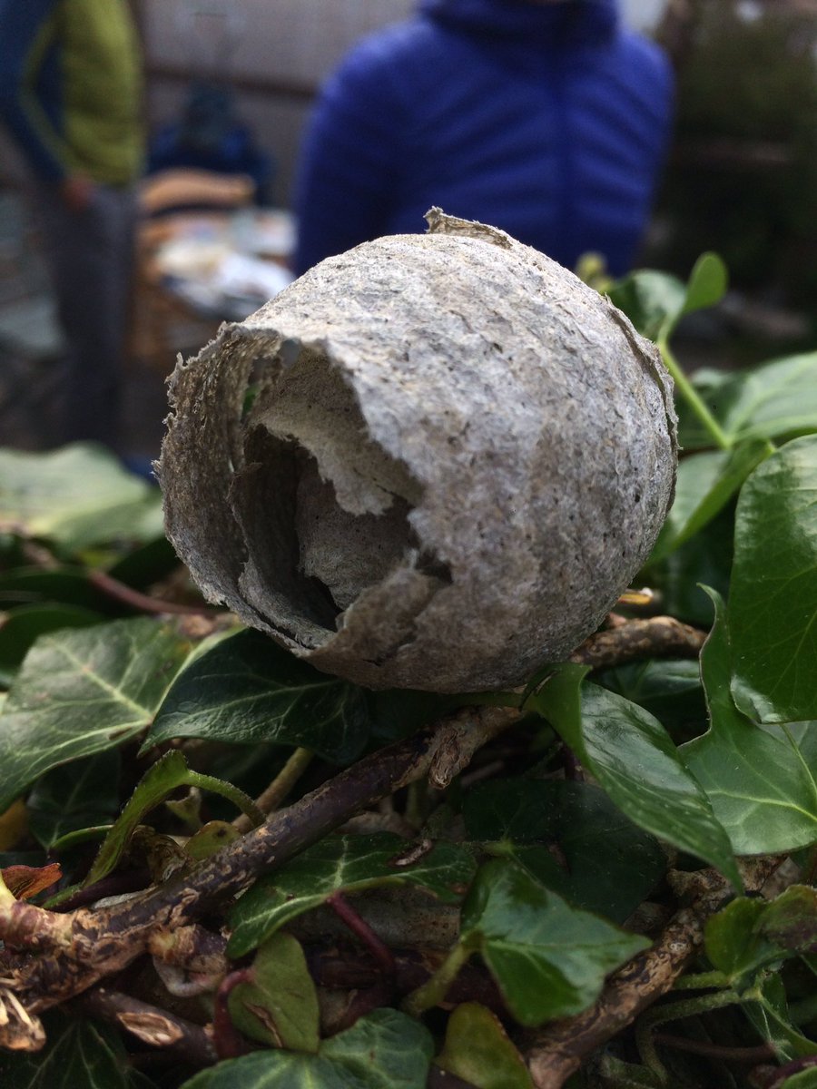 #30DayChallenge Day 7: Today’s picture is of a dead and empty wasp nest. Even though it’s colour is bland, the texture and structure is fascinating! Wasps effectively make their nests from paper. They collect and chew up strips of bark, spitting it out to form a rough paper! 🐝🌸