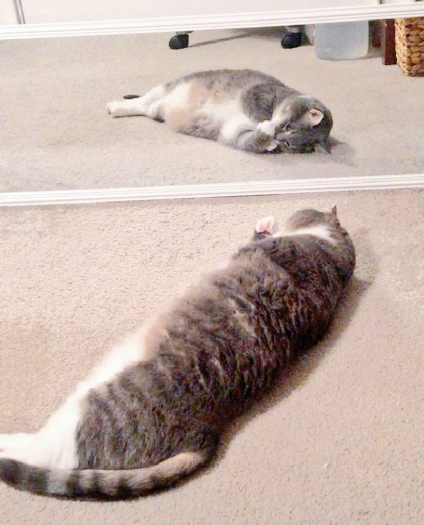 PoopyTheMeow's tweet photo. Mirror, mirror, on the floor, who's the one mom and dad adore? Me. Damn straight! #PoopyTheMeow #catsoftwitter #meow #catlife #pets #cat #kitty #CatsOnTwitter #MirrorMirror #cats #catstagram #catpictures #picturesofcats #kittytummy #Tummy #furbaby #fur #quarantine #coronavirus https://t.co/4hdaXhlriR