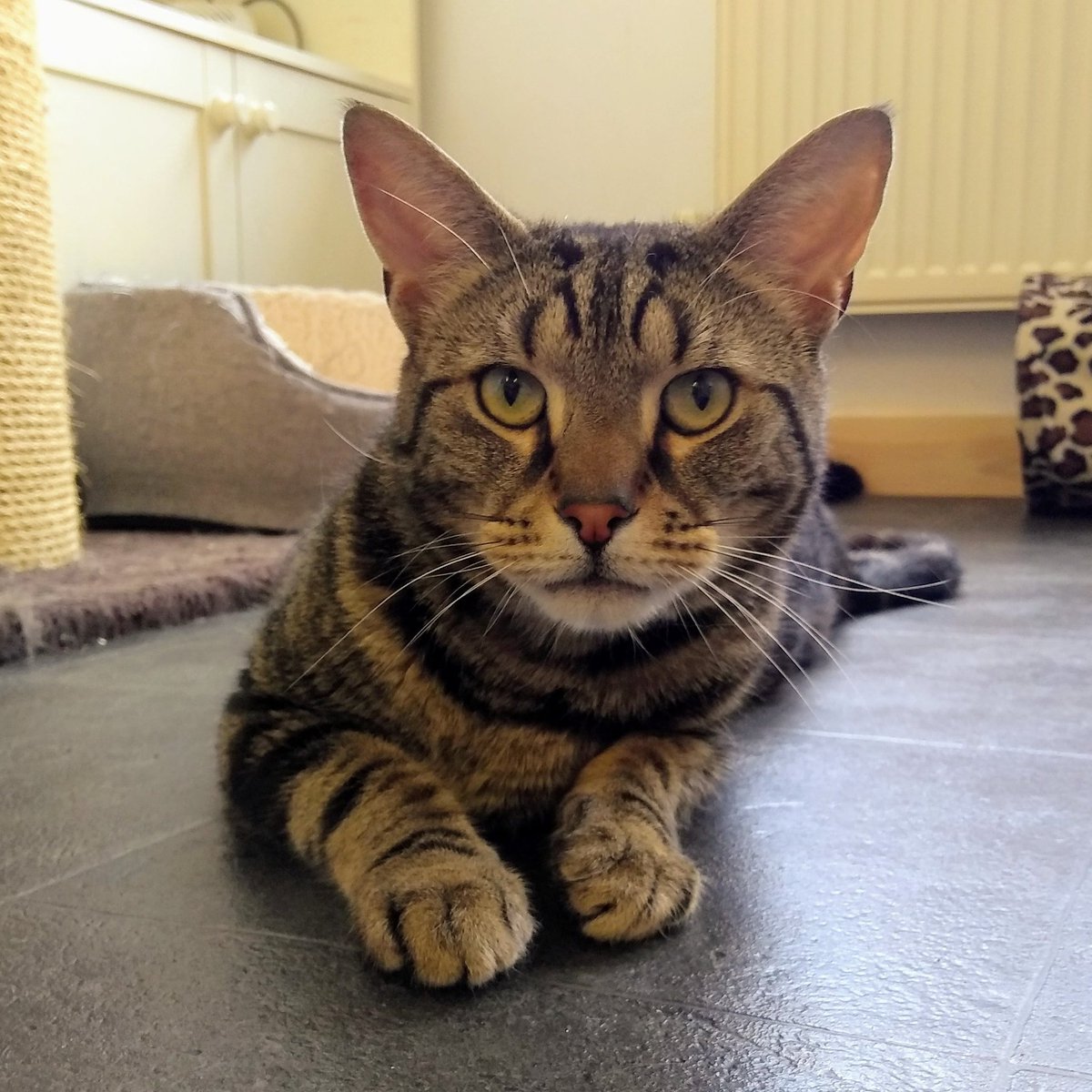 HeatonsCats's tweet photo. Ok wise guys, which one of you hoomans ordered rain? 😾😾
#tabbitude #handsomeboy #CatsOnTwitter #rescuecats https://t.co/fHtwjIj7vn