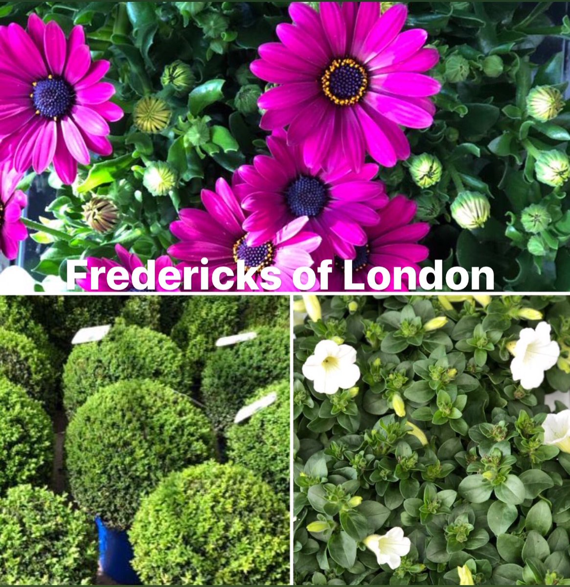 We are still open to deliver plants to your home #plants #flowers #staysafe #SaveLives #freelocaldelivery