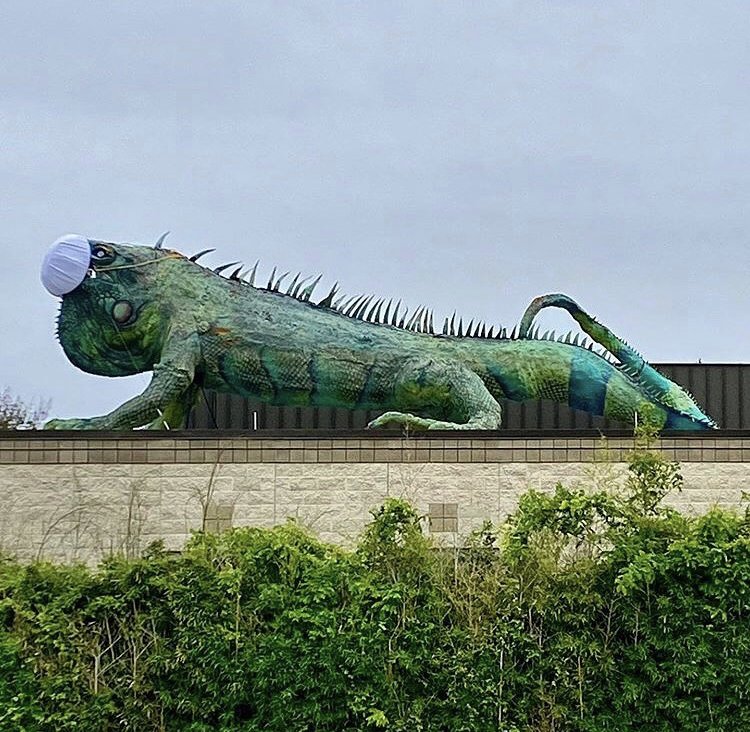 CoolLizardPics's tweet photo. https://t.co/kphQvs8Znk https://t.co/Ocv7Xp46O1