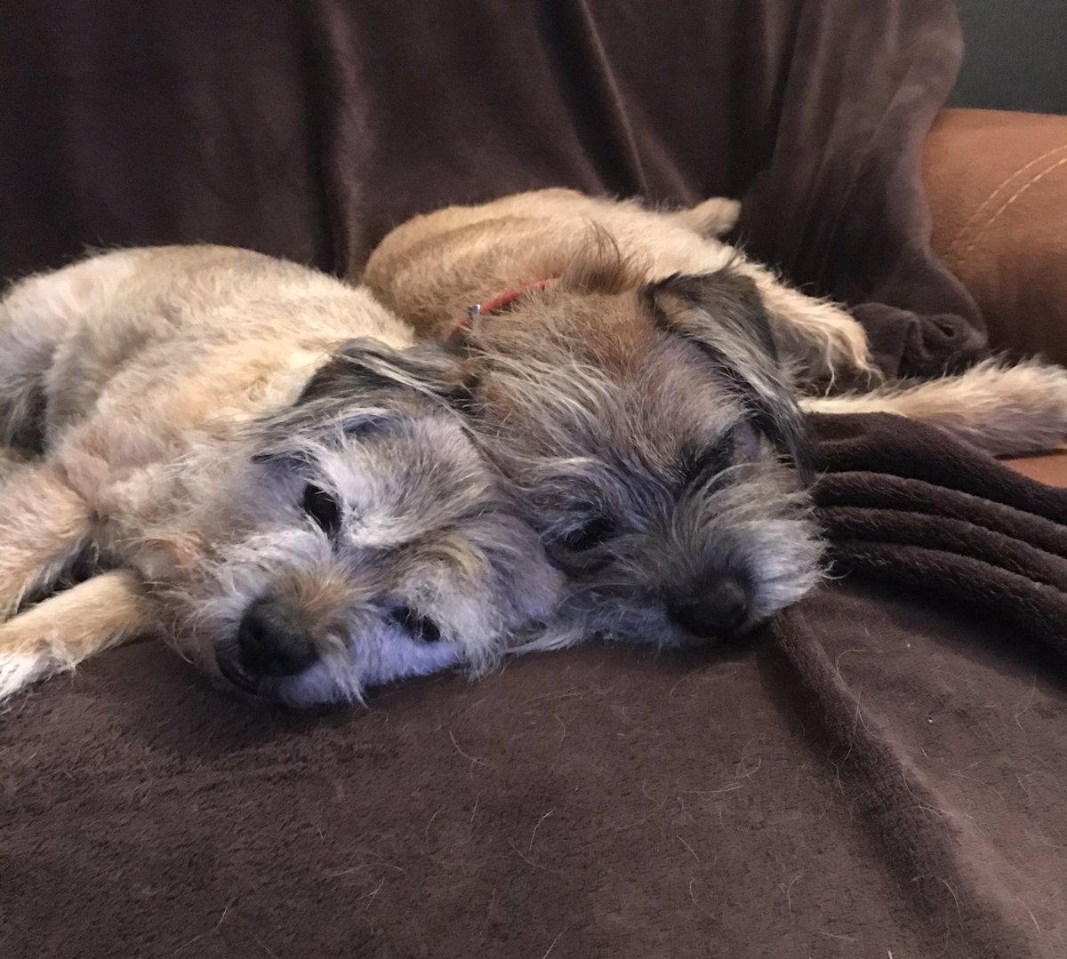 LolaRayandRuby1's tweet photo. Lockdown is hard work. https://t.co/tA9035Az4A
