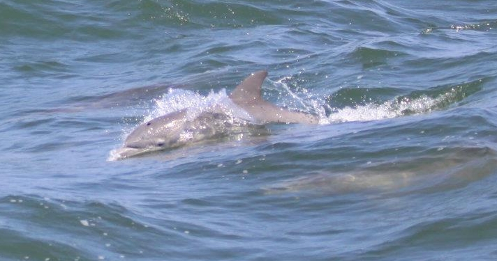 boat_ac's tweet photo. #didyouknow Dolphins are graceful, sleek swimmers that can reach speeds of more than 18 miles an hour. #atlanticcity #doac #ac #jersey #acboardwalk #jerseybound #acpromoter #acbound #atlanticcitybound #summertime #sunny #sunshine #ocean #dolphin #oceanlife #marinelife #oceanlove https://t.co/xhLMrRsXyM