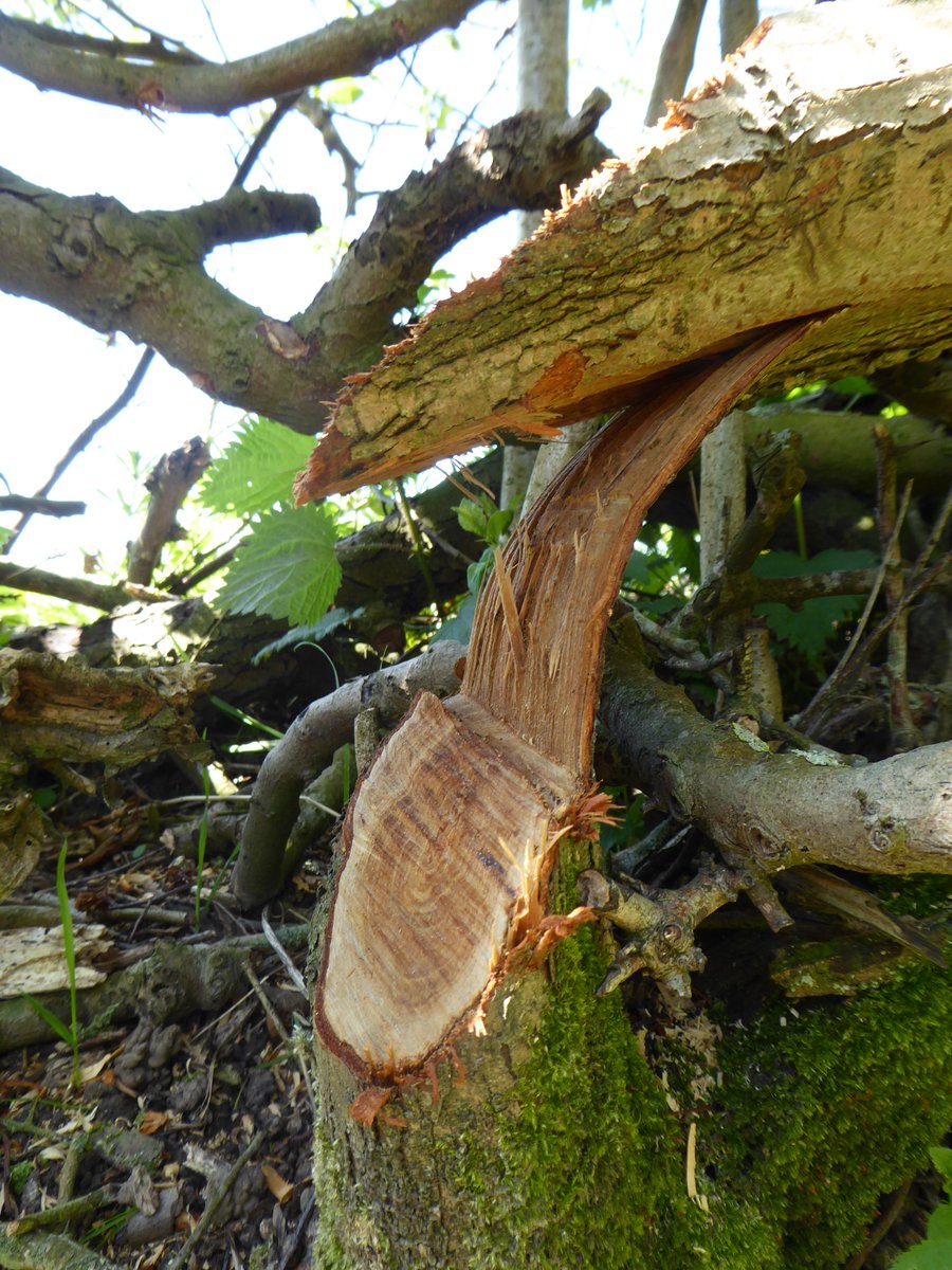 Here you've got a very clear view of the 'pleaching' - the stems are cut *almost* completely through, giving enough flexibility to lie them at a flat angle, while keeping the plant alive by retaining a crucial bit of the cambium layer. Billhook or chainsaw are the tools for this.