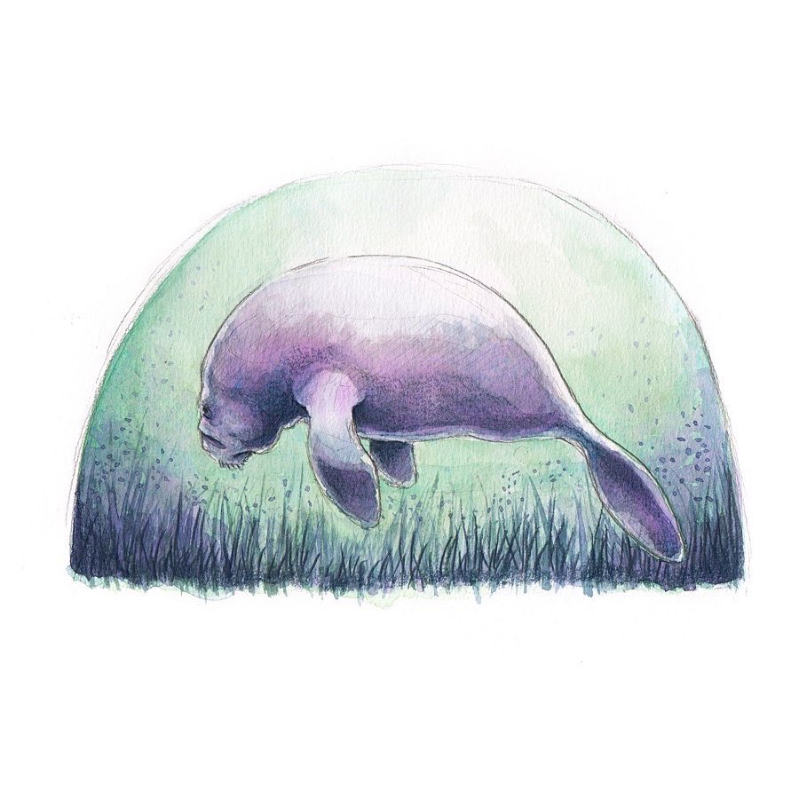 Vektorianisch's tweet photo. So...@AMNH is searching for museum sketches? Here is my take on their fabulous manatee! (It always reminds me of an gigantic snowglobe). #DrawAMNH
#illustration https://t.co/nq9tX9NyTE