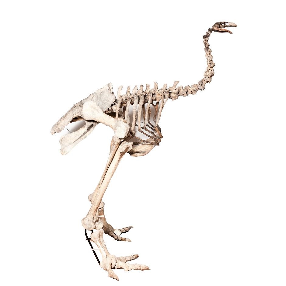 CuratorClare's tweet photo. I hope you enjoyed looking through the history of @leedsmuseums’ Heavy-footed Moa using #MoaDetective. I love that bird!
If you write it up for a #GSCEHistory project, you can pop it over to museumsandgalleries@leeds.gov.uk and we’ll put the best one on our blog!
#MuseumFromHome https://t.co/XkWONHPFdT
