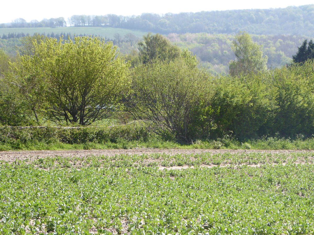 The hedgelayer didn't finish this section yet, so there's a great before and after view here. Before on the right, then halfway along in the picture the 'after' version on the left.
