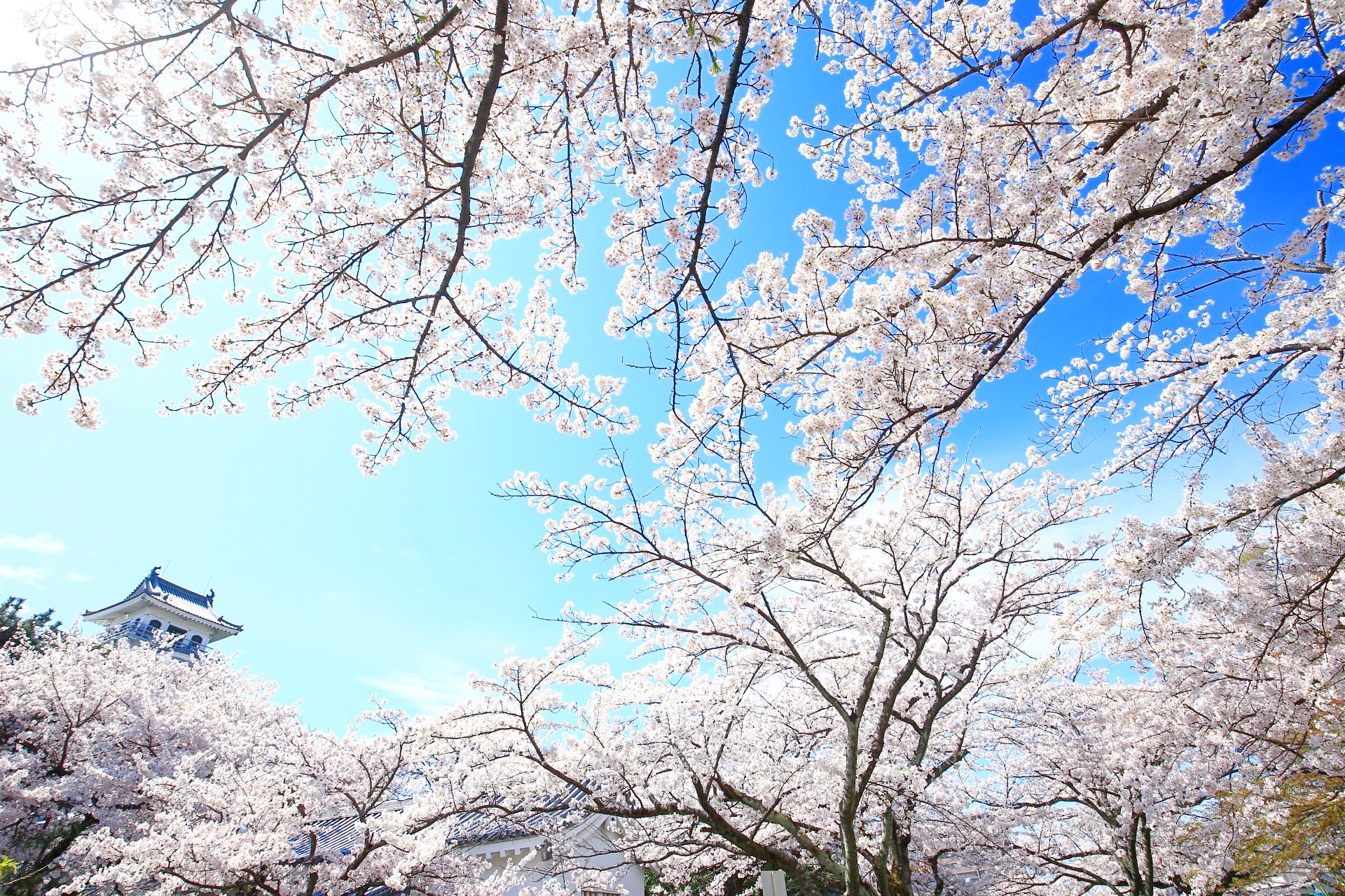 豊公園 Twitter Search Twitter