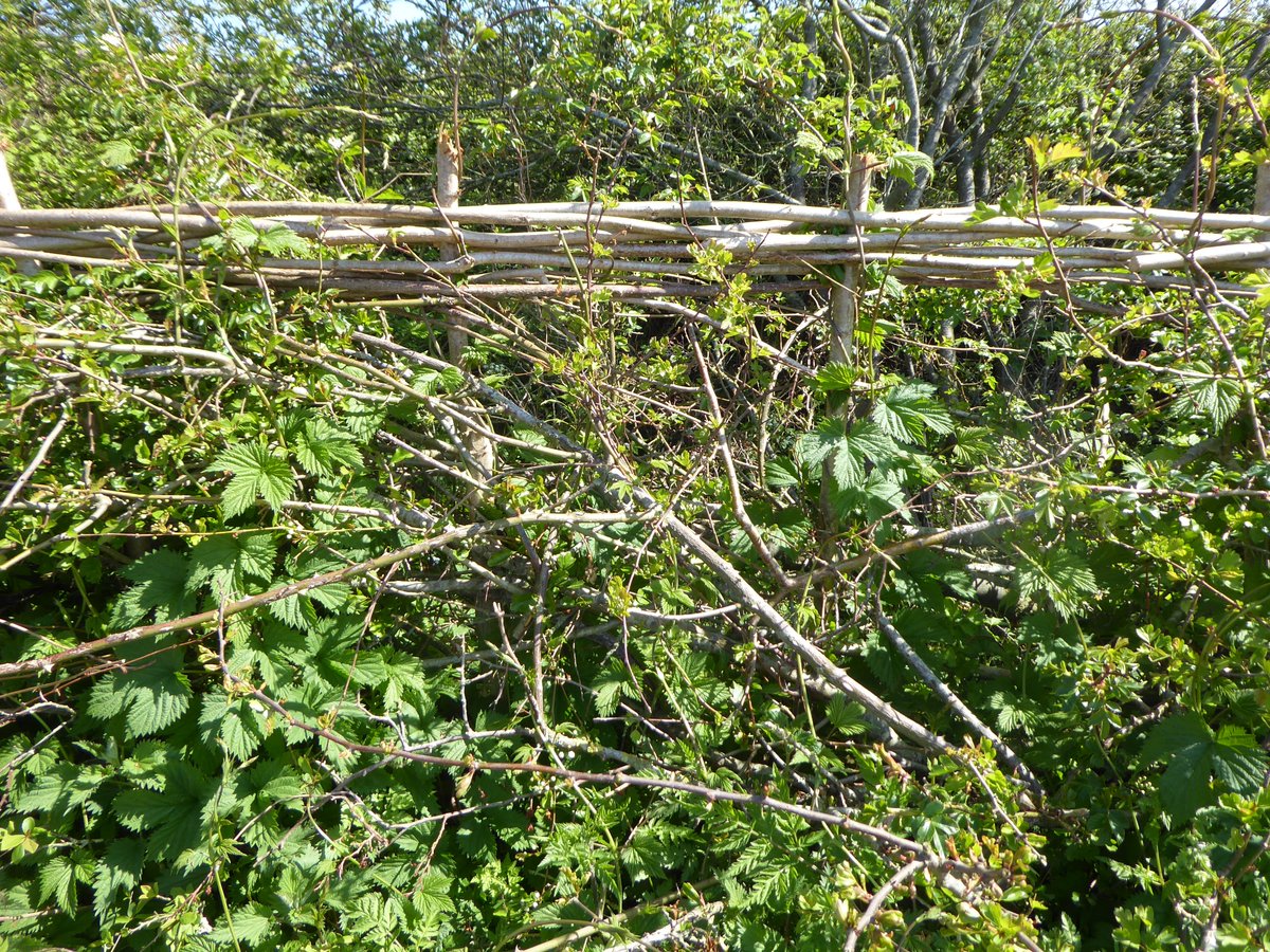 Good views too of the vertical hazel stakes and the horizontal hazel rods woven between them. These keep the newly layed hedge nicely in place and the structure sturdy until the hedge fattens up.