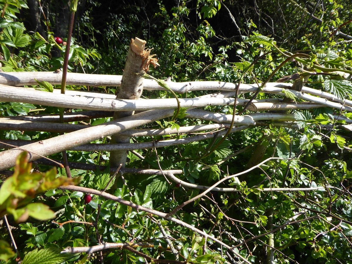 Good views too of the vertical hazel stakes and the horizontal hazel rods woven between them. These keep the newly layed hedge nicely in place and the structure sturdy until the hedge fattens up.