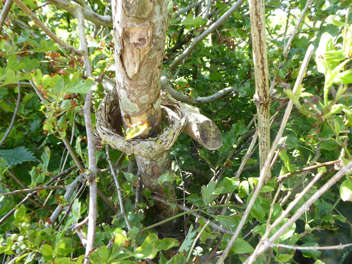 Look, you can still see where the hazel rod got twisted around the end stake to hold it together.