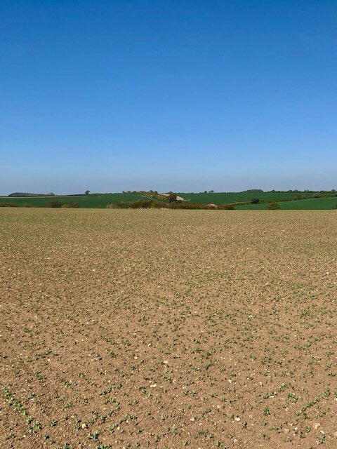 novofarina's tweet photo. First sight of our 2020 pea crop basking in the recent glorious sunshine, today rewarded  with a well earned drink for all their hard work pushing through! #PeaPower 
Thanks to @RHN1988 for the photo and looking after our great group of farmers #ProudlyNorfolk 🚜 🌱🌈 https://t.co/G4FpXGuXM3