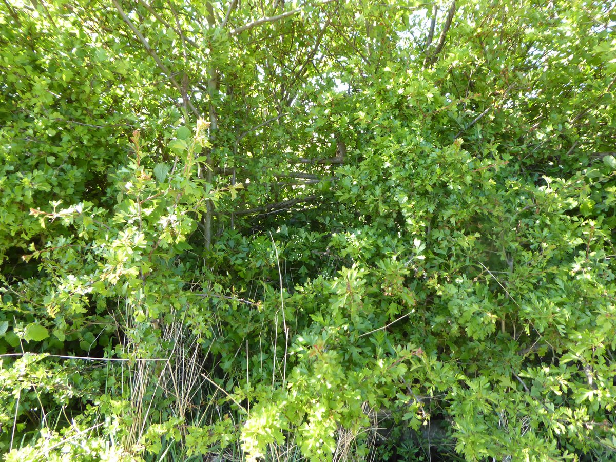 How do you know that last one was layed a year or two ago. Peer in and you can make out the hazel structure.