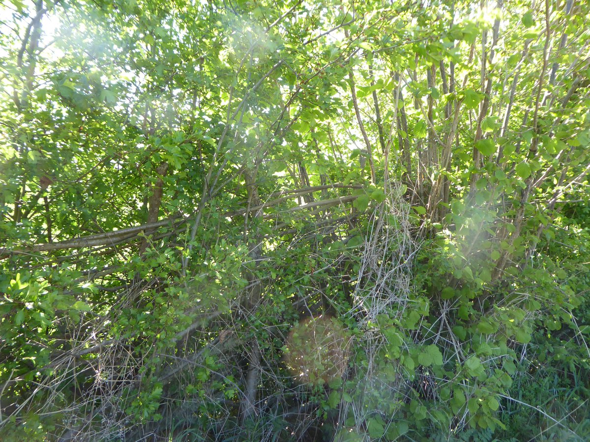 How do you know that last one was layed a year or two ago. Peer in and you can make out the hazel structure.