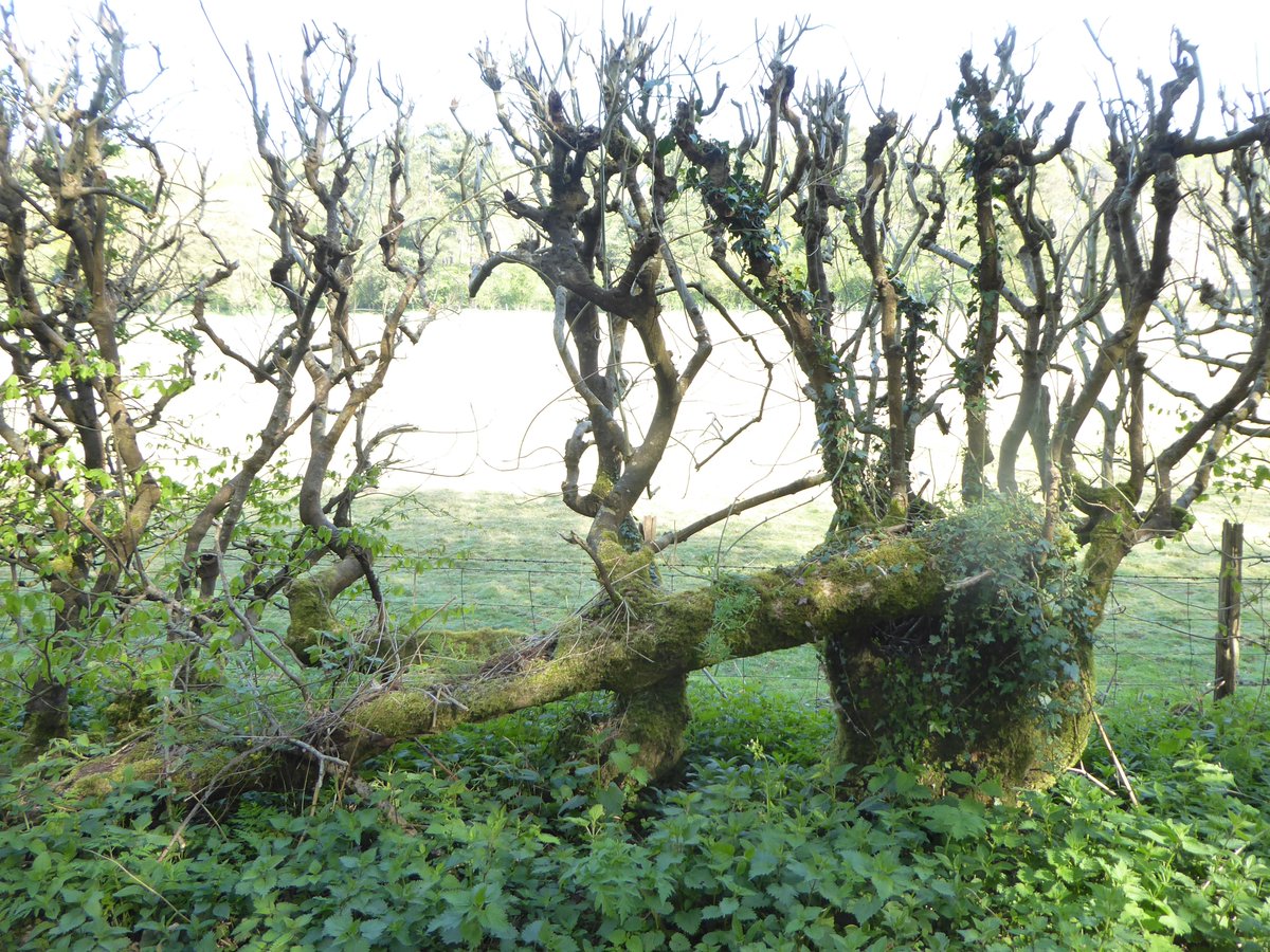 That last picture is a particularly sad sight, because that's a properly old hedge that has been layed in the past but is now neglected. Look, you can see where a pleacher was layed a very long time ago: