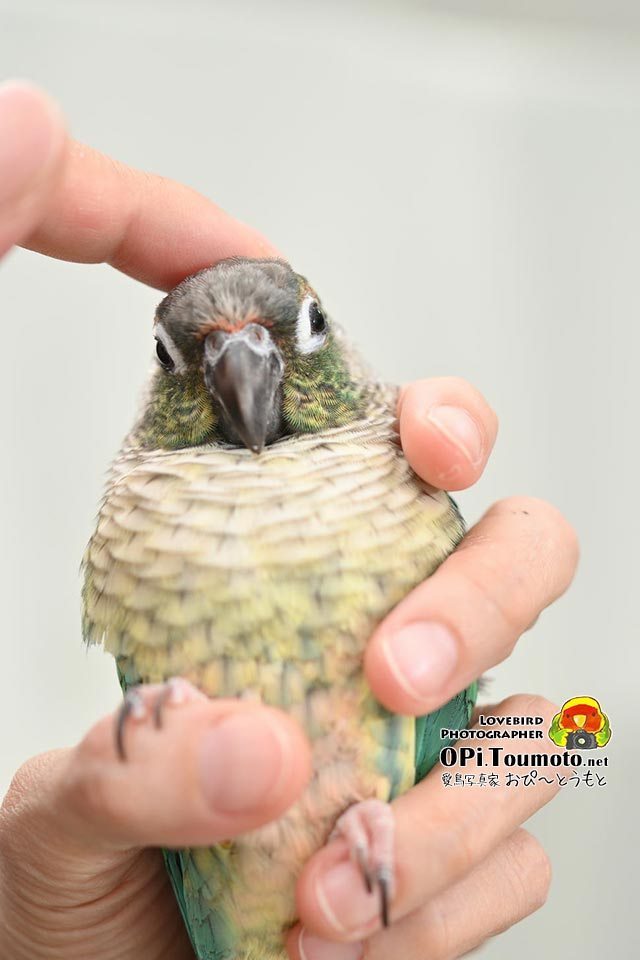 OPi.Toumoto📷🐦 tweet media