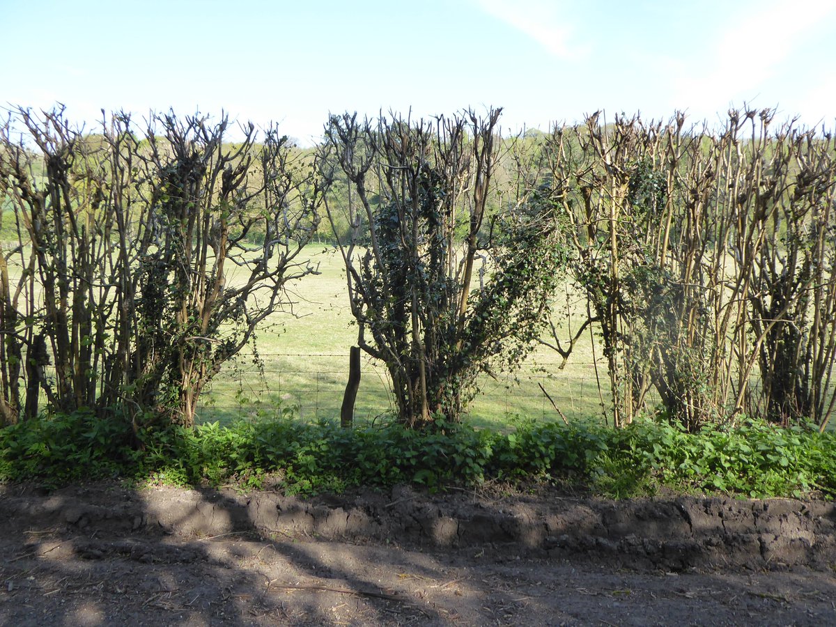 What happens if a landowner doesn't maintain their hedges in this way? They get leggy, they get gappy, they lose much of their wildlife value and their floral value (a hedge bottom can be a fantastically diverse niche botanically). They start to look like this (and much worse):