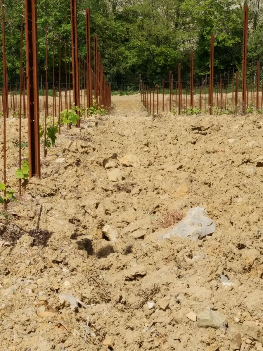 cerbaie's tweet photo. Il suolo delle vigne intorno a Casanuova delle Cerbaie è composto da argilla con presenza di rocce calcaree, marnose e conglomeratiche. 

The soil of the vineyards around Casanuova delle Cerbaie is composed of clay with the presence of limestone, marl and conglomerate rocks. https://t.co/7yf2Ku8xCq
