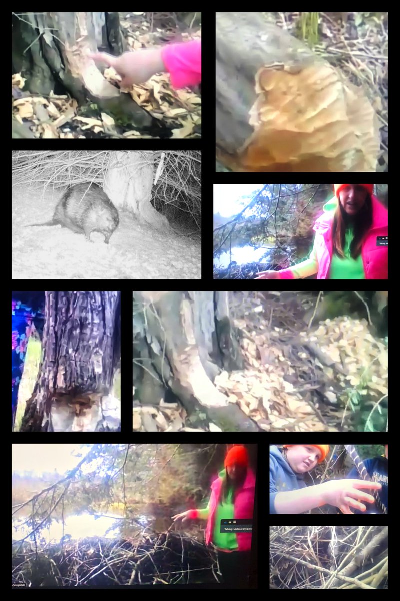 Kindercarrie's tweet photo. We had a great zoom meeting with our Kinder Buddies this morning investigating the beaver dam behind Mrs. Smigielski’s house. It was awesome to see our our kinder buddies virtually while learning about our environment. #Knight_Vision3 https://t.co/wZ3FpT99qf