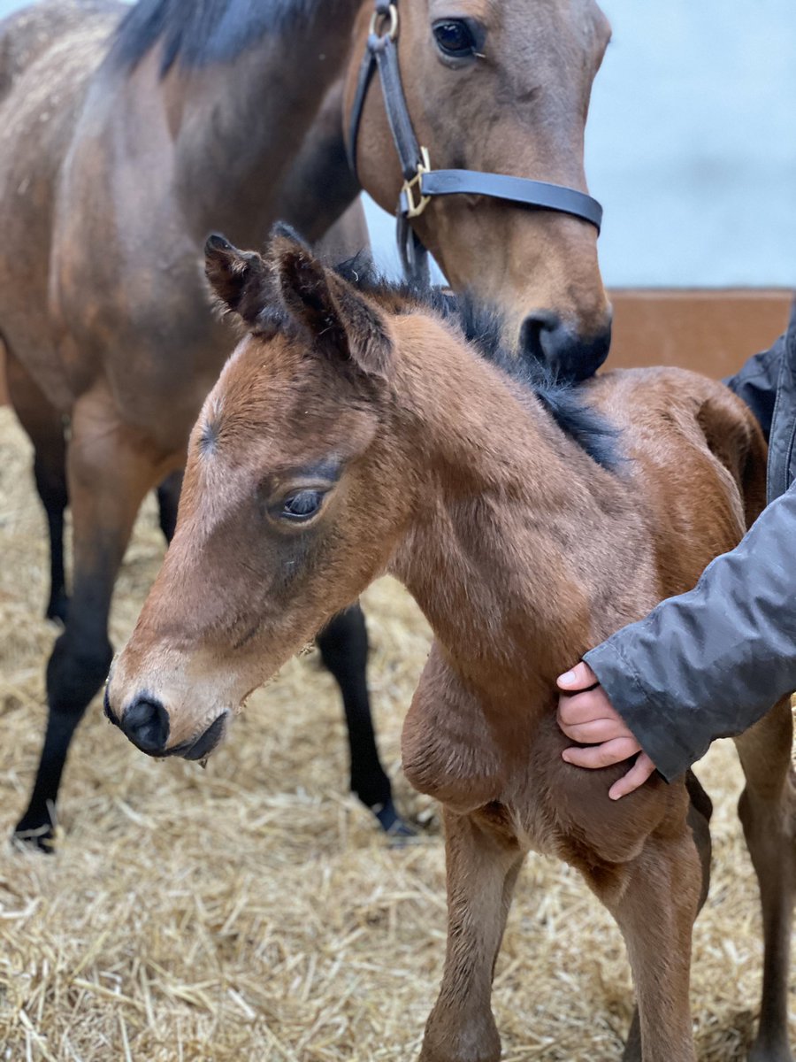 dredvers's tweet photo. A lovely lunchtime addition to the family @Tweenhills today with this beautiful 52kg daughter of Roaring Lion and Roedean. #anothercrackeroutofthebox https://t.co/HHUnhpMts6