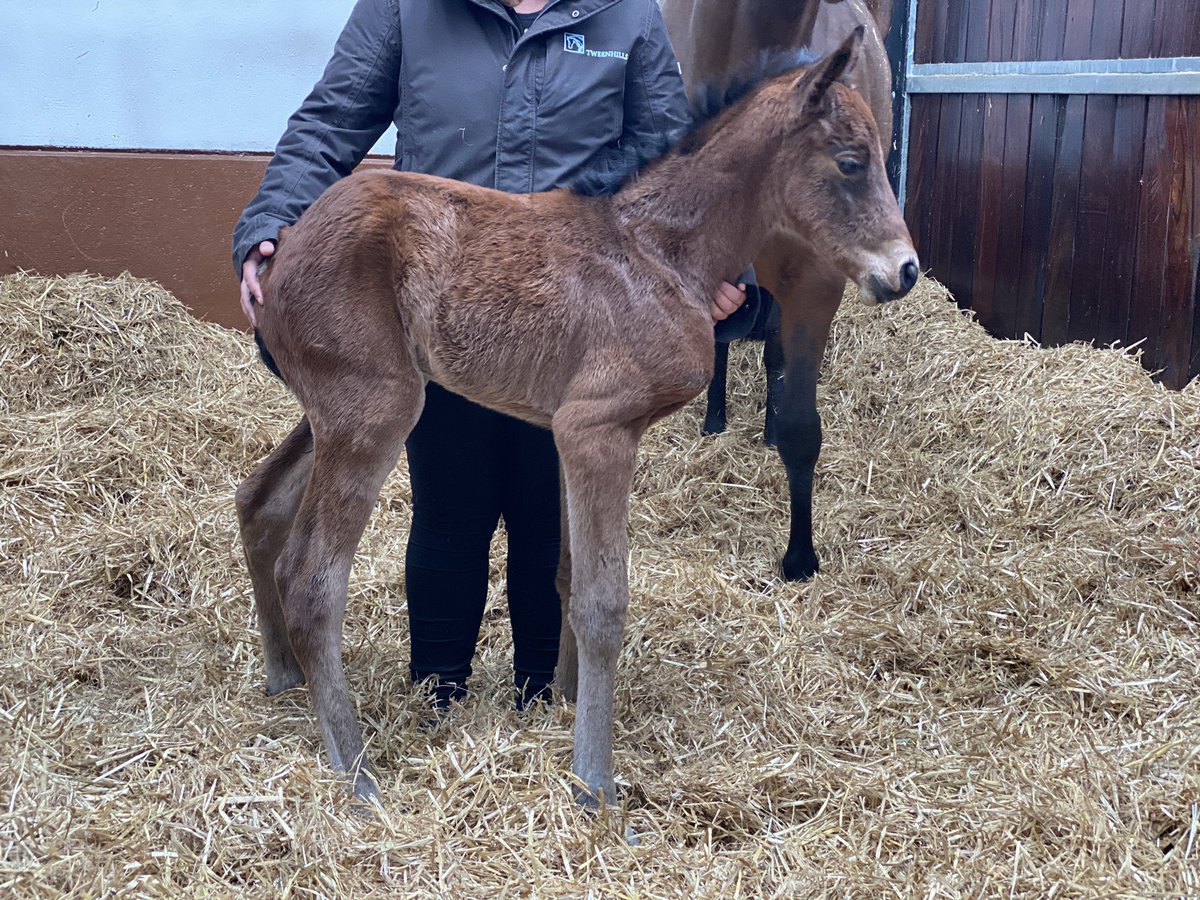 dredvers's tweet photo. A lovely lunchtime addition to the family @Tweenhills today with this beautiful 52kg daughter of Roaring Lion and Roedean. #anothercrackeroutofthebox https://t.co/HHUnhpMts6